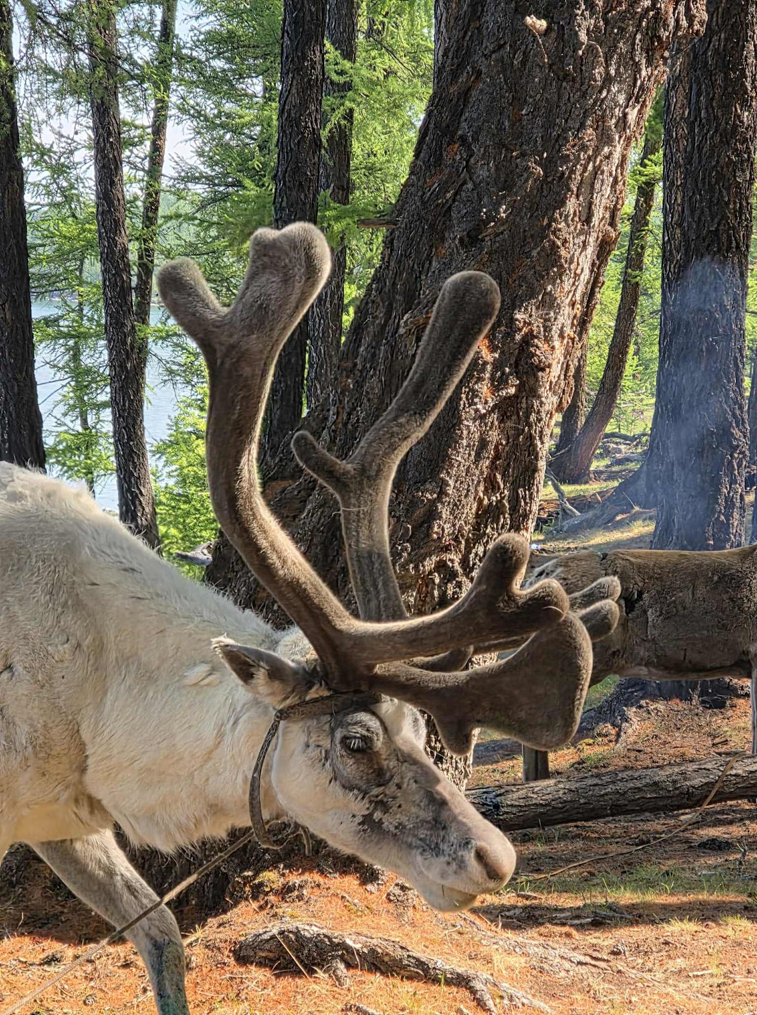 Mongolian Reindeer Tour 9 days