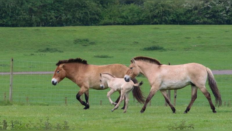 Day 18: Wildlife Tracking – Wild horses