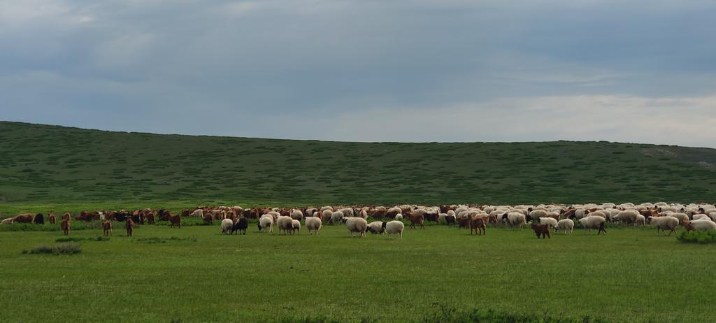 Day 8: Discover more about the nomadic lifestyle in Arkhangai province and savor a traditional Mongolian barbecue.